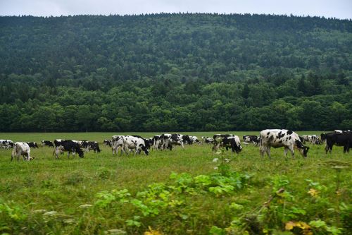 Post Craiova – Goed boeren in Roemenië